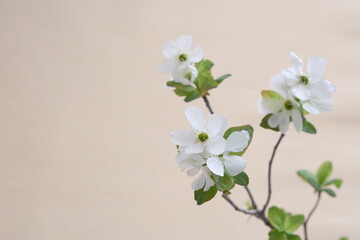 春の花、リキュウバイ、梅、利休梅、ベージュ、控えめな美しさ、Exochorda racemosa
