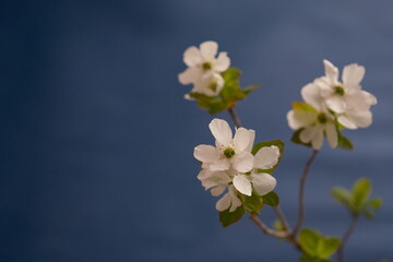 Naklejka na ściany i meble 春の花、リキュウバイ、梅、利休梅、青、控えめな美しさ、Exochorda racemosa