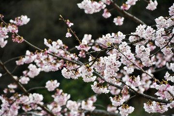 京都 嵐山 法輪寺の桜