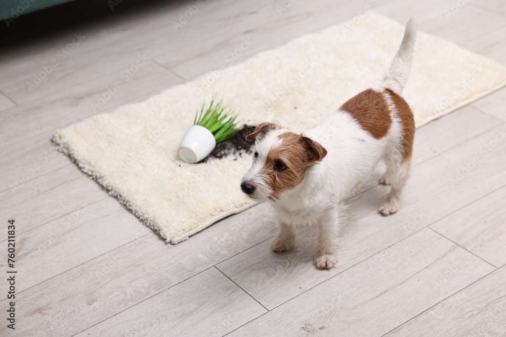 Wall mural Cute dog near overturned houseplant on rug indoors