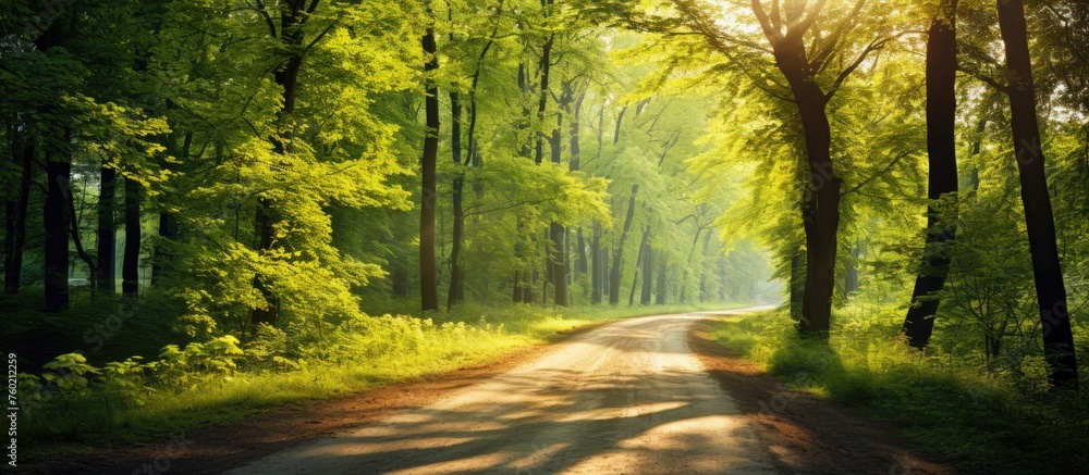 Poster enchanting path through lush forest with dappled sunlight filtering through trees