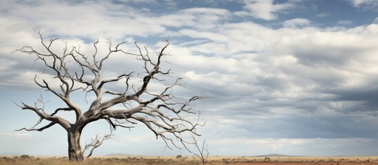 Lonely Spectacle: A Tangled Dead Tree Silhouetted Against the Vast Open Field
