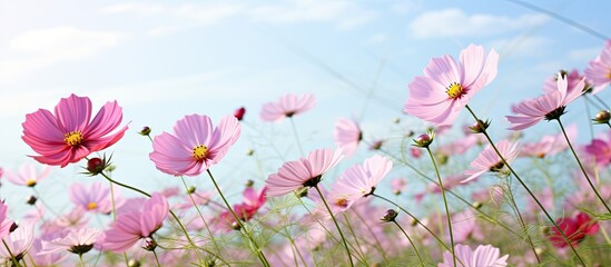 Vibrant Pink Cosmos Flowers Blossoming in Serene Field under Clear Blue Skies