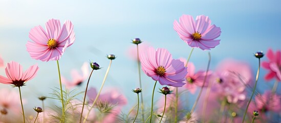 Fototapeta na wymiar Radiant Pink Flowers Blossom Beautifully in the Warm Sunlight