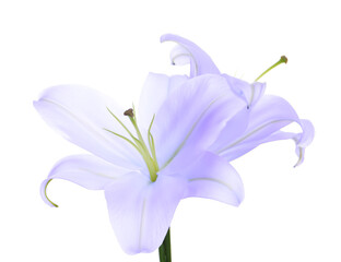 Violet lily flowers on white background, closeup. Funeral attributes