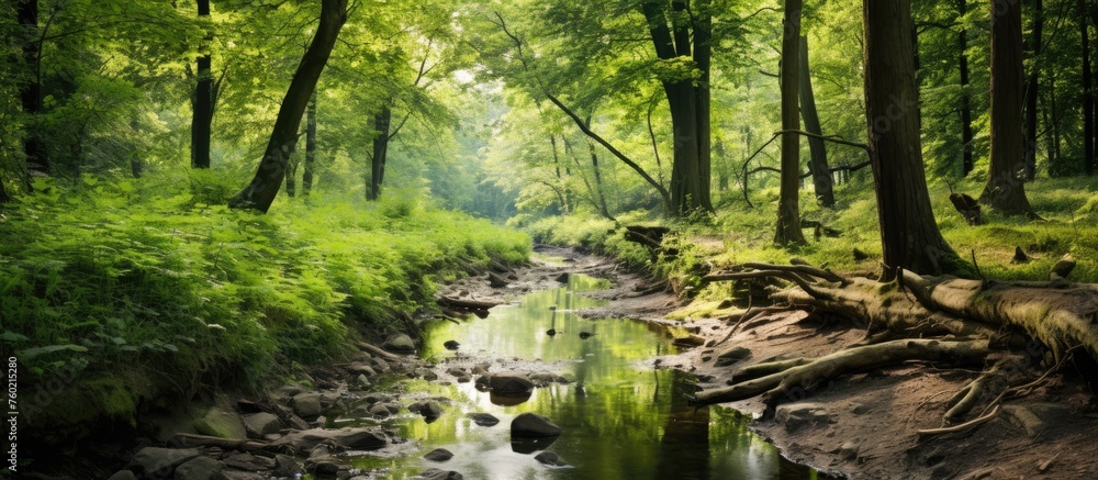 Poster tranquil stream flowing through enchanted forest with sunlight filtering through lush canopy