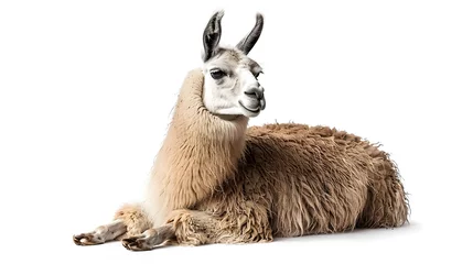 Foto op Canvas Llama isolated on a white or white background  © Ziyan