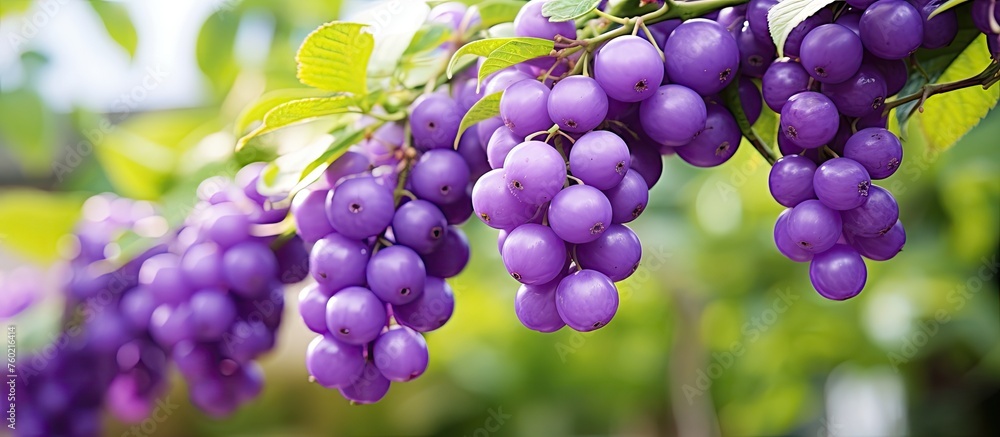 Wall mural Luscious Purple Grapes Growing on a Vine in a Vibrant Vineyard Setting