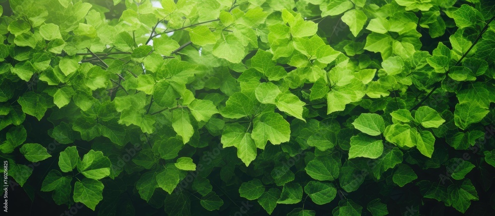 Wall mural Vibrant Green Leaves on Stylish Black Background - Nature's Elegance Concept