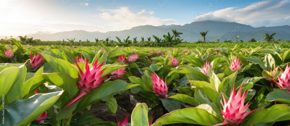 Canvas Prints Lush Blooming Wildflowers Field Overlooking Majestic Mountain Range Landscape