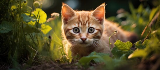 Obraz premium Curious Kitten Explores Green Meadow: Cute Cat Walking Playfully in Lush Grass
