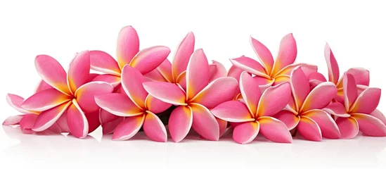 Foto op Canvas Vibrant Beauty of Fran Flowers Blooming on a Minimalistic White Background © Ilgun