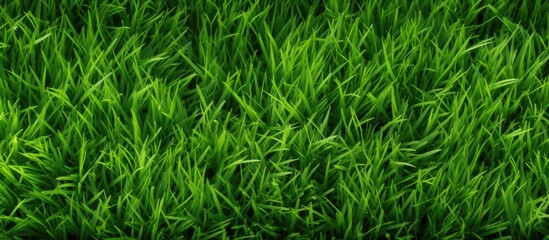 Vibrant Green Grass Texture Under Natural Sunlight - Fresh Spring Background