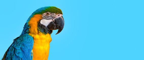 banner with a parrot on a blue background. yellow-blue parrot on a blue background with free space for text