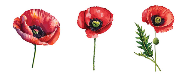 Set of three watercolour painted poppy flowers - obrazy, fototapety, plakaty