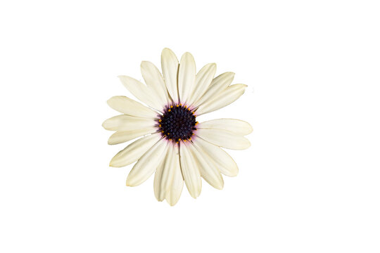 daisy flower isolated on white transparant  background ,png picture 