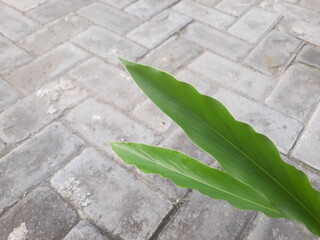 Selective focus The combrang honje plant or etlingera elatior has many health benefits