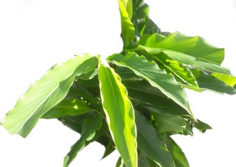 Selective focus The combrang honje plant or etlingera elatior has many health benefits