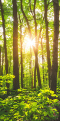 Floresta Verdejante com Luz Solar entre as Folhas