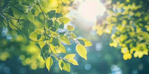 Floresta exuberante com raios de sol filtrados pelas folhas - obrazy, fototapety, plakaty