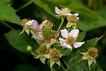 Blackberry plant flower and fruit growing in garden. Gardening, horticulture and farming concept