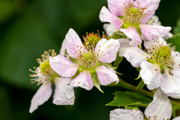 Blackberry plant with blooming flowers growing in garden. Gardening, horticulture and fruit farming concept.