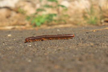 A Millipede, walking on an asphalt road. centipede.