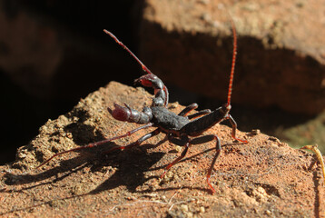 A scorpion Heterometrus spinifer, standing on a rock in the morning sun. Looming.