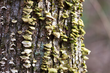 mushrooms on tree