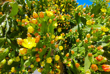 Brasiliopuntia, large flowering cactus, close up shot, yellow-green, sunny day. Buenos Aires,...