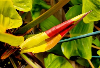 Close up of an unfurled yellow and red variegated leaf of Philodendron Red Moon © Khairil