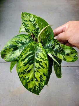 Beautiful leaves pattern of Homalomena Wallisii &rsquo;Camouflage&rsquo;