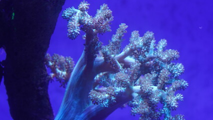 Nephtheidae is a family of soft corals belonging to the order Alcyonacea within the class Anthozoa. Soft corals are a group of marine invertebrates that are related to hard corals 穗軟珊瑚 © Jimmy