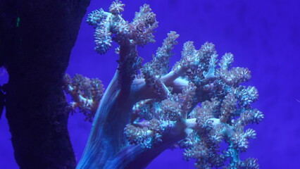 Nephtheidae is a family of soft corals belonging to the order Alcyonacea within the class Anthozoa. Soft corals are a group of marine invertebrates that are related to hard corals|穗軟珊瑚 - obrazy, fototapety, plakaty