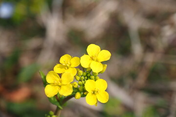 日本の春に咲く花で野原に咲く菜の花