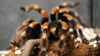 Brachypelma hamorii is renowned for its striking appearance. It typically has a dark black body with vibrant orange-red setae (hairs) covering its abdomen and legs|墨西哥紅膝蜘蛛