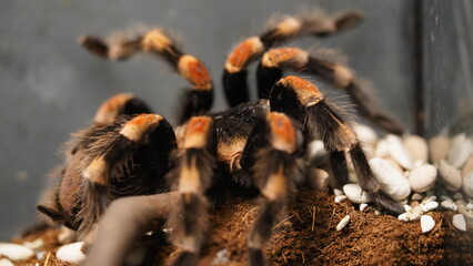 Brachypelma hamorii is renowned for its striking appearance. It typically has a dark black body...
