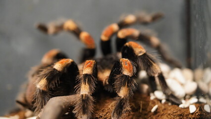 Brachypelma hamorii is renowned for its striking appearance. It typically has a dark black body with vibrant orange-red setae (hairs) covering its abdomen and legs|墨西哥紅膝蜘蛛