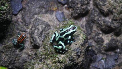 Dendrobates auratus, commonly known as the Green and Black Poison Dart Frog, is a species of poison...