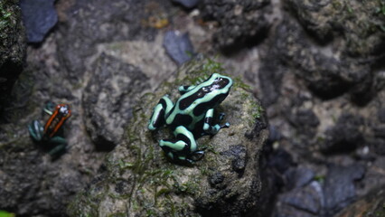 Dendrobates auratus, commonly known as the Green and Black Poison Dart Frog, is a species of poison dart frog native to Central America, specifically found in Costa Rica, Nicaragua, and Panama. |迷彩箭毒蛙