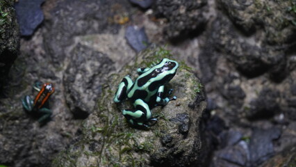 Dendrobates auratus, commonly known as the Green and Black Poison Dart Frog, is a species of poison dart frog native to Central America, specifically found in Costa Rica, Nicaragua, and Panama. |迷彩箭毒蛙
