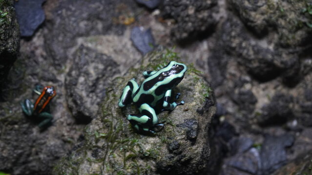Dendrobates auratus, commonly known as the Green and Black Poison Dart Frog, is a species of poison dart frog native to Central America, specifically found in Costa Rica, Nicaragua, and Panama. |迷彩箭毒蛙