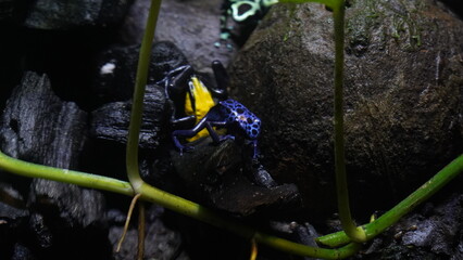 Dendrobates azureus, commonly known as the blue poison dart frog or azureus dart frog, is a species...
