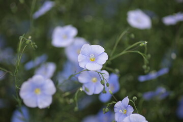 青紫の宿根亜麻