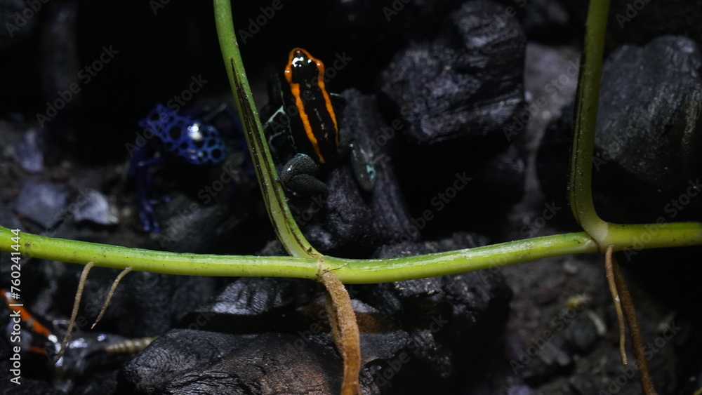 Wall mural phyllobates vittatus, commonly known as the striped poison dart frog or bumblebee poison frog, is a 