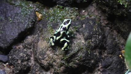 Dendrobates auratus, commonly known as the Green and Black Poison Dart Frog, is a species of poison dart frog native to Central America, specifically found in Costa Rica, Nicaragua, and Panama. |迷彩箭毒蛙