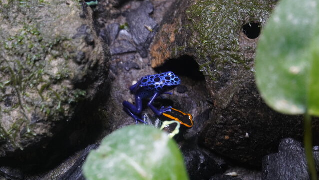 Dendrobates azureus, commonly known as the blue poison dart frog or azureus dart frog, is a species of poison dart frog native to the rainforests of Suriname and adjacent areas of Brazil.|藍箭毒蛙
