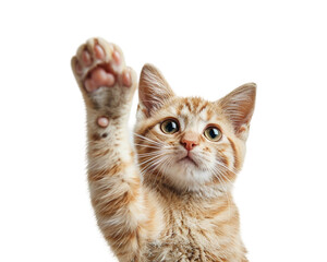 Fototapeta premium British cat giving high five on white transparent background
