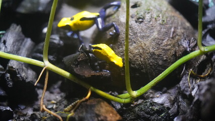 Golden Poison Frog (Phyllobates terribilis): This frog, also known as the golden dart frog, is...
