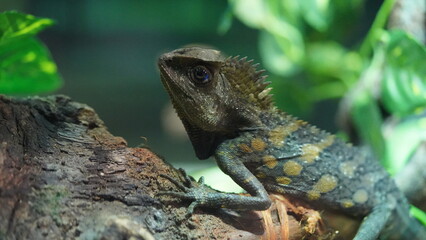 Chameleons or chamaeleons (family Chamaeleonidae) are a distinctive and highly specialized clade of Old World lizards with 200 species described as of June 2015.|變色龍
